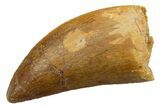 Serrated, Carcharodontosaurus Tooth - Real Dinosaur Tooth #351661-1